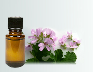 Rose geranium essential oil